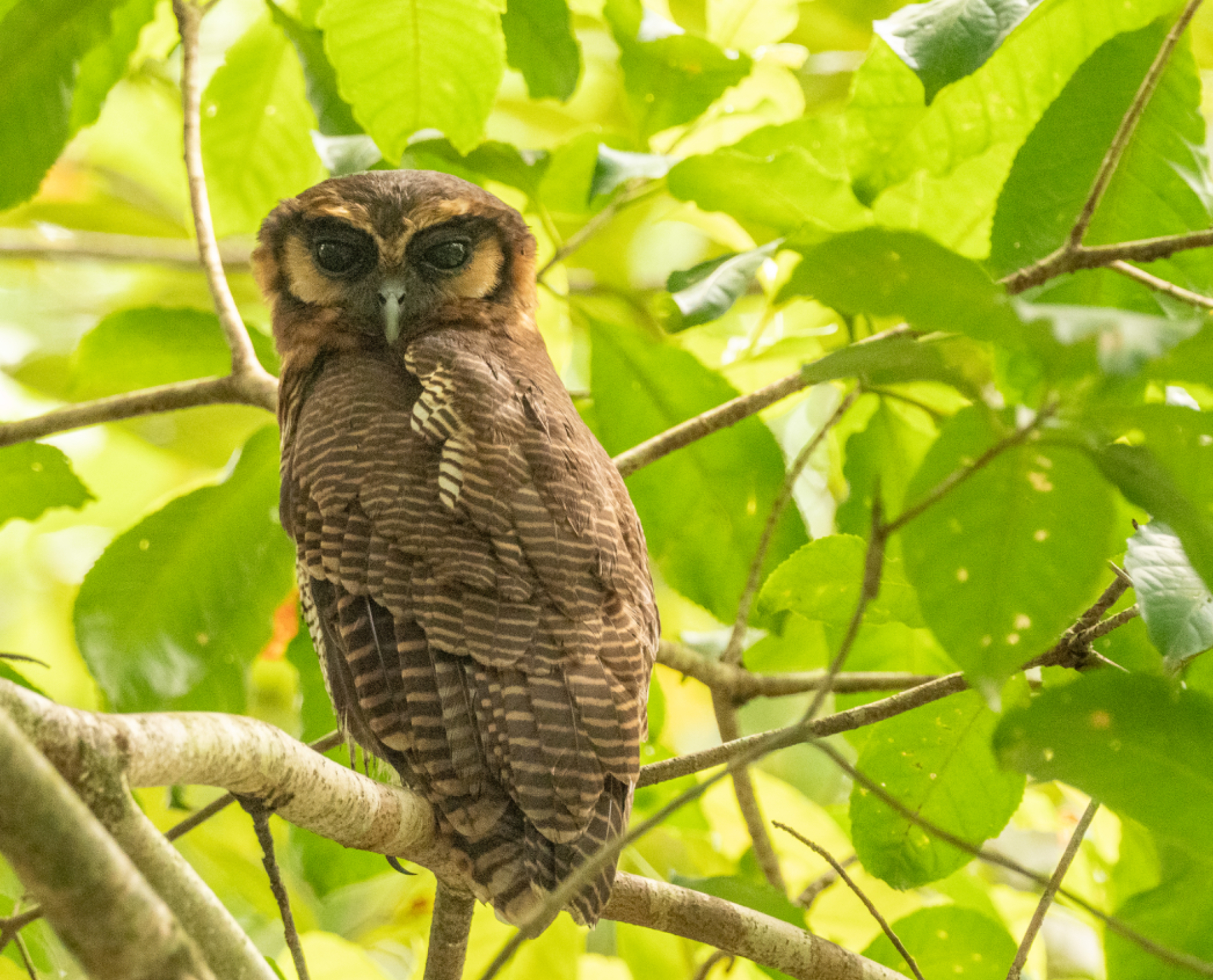 Brown Wood owl